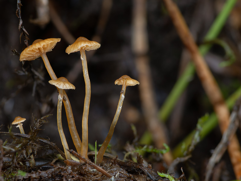 Galerina jaapii